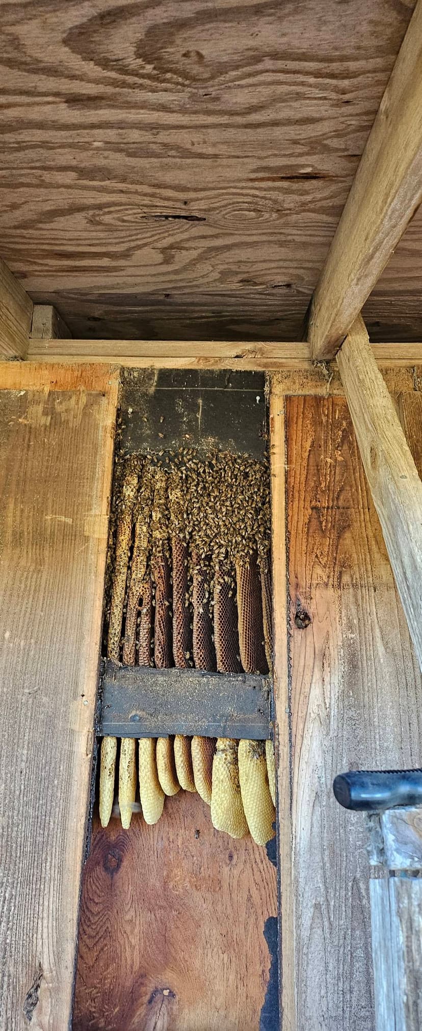 Bee removal carousel