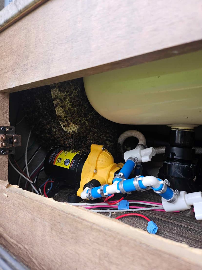 Bee removal carousel