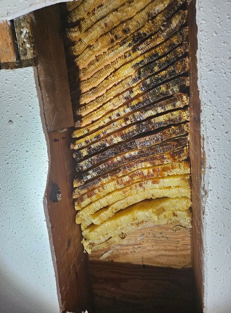 Bee removal carousel