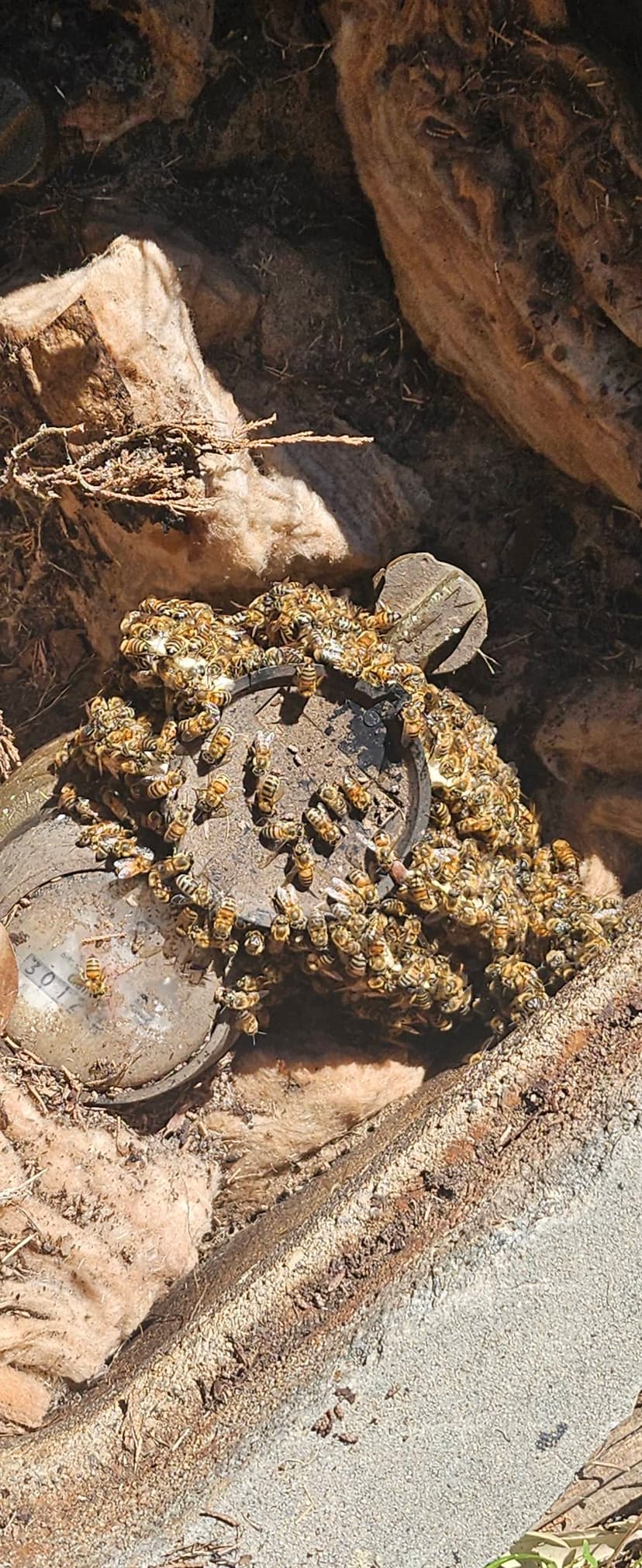 Bee removal carousel