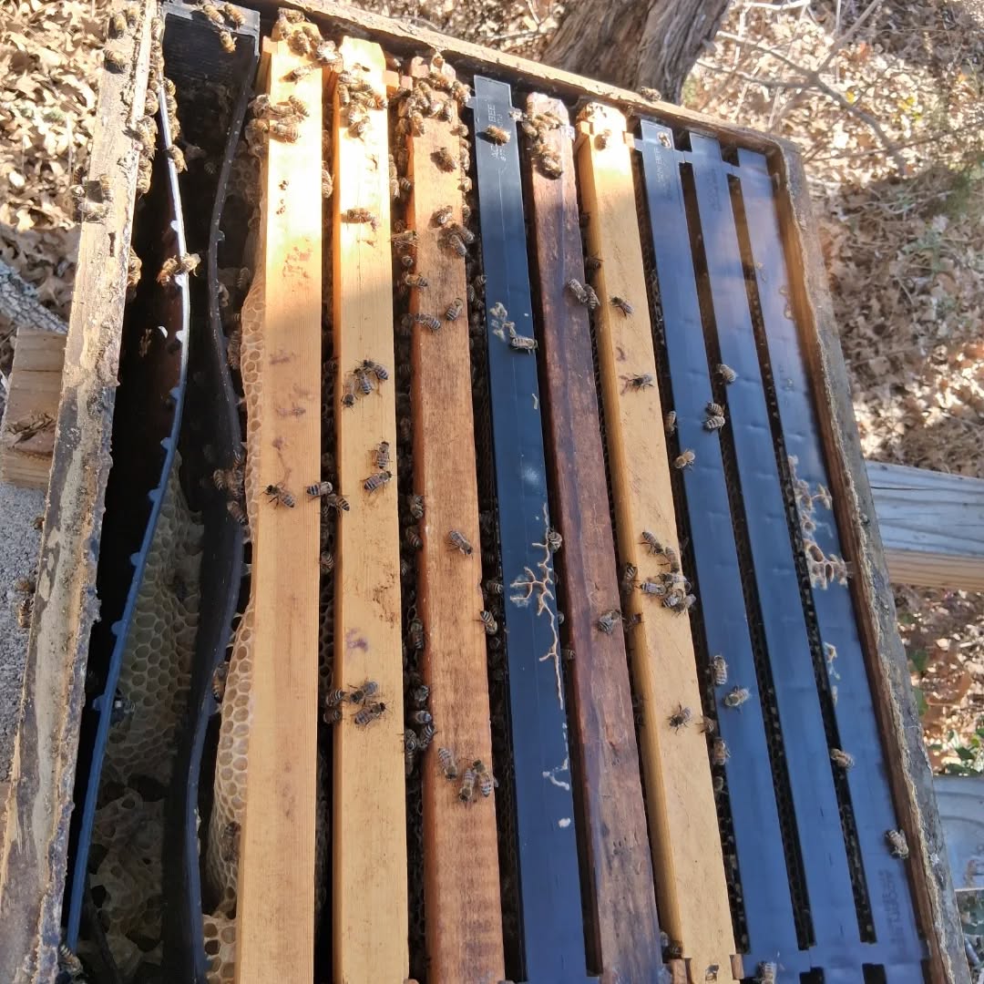 Beekeeping Services