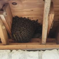Bee & Swarm Removals